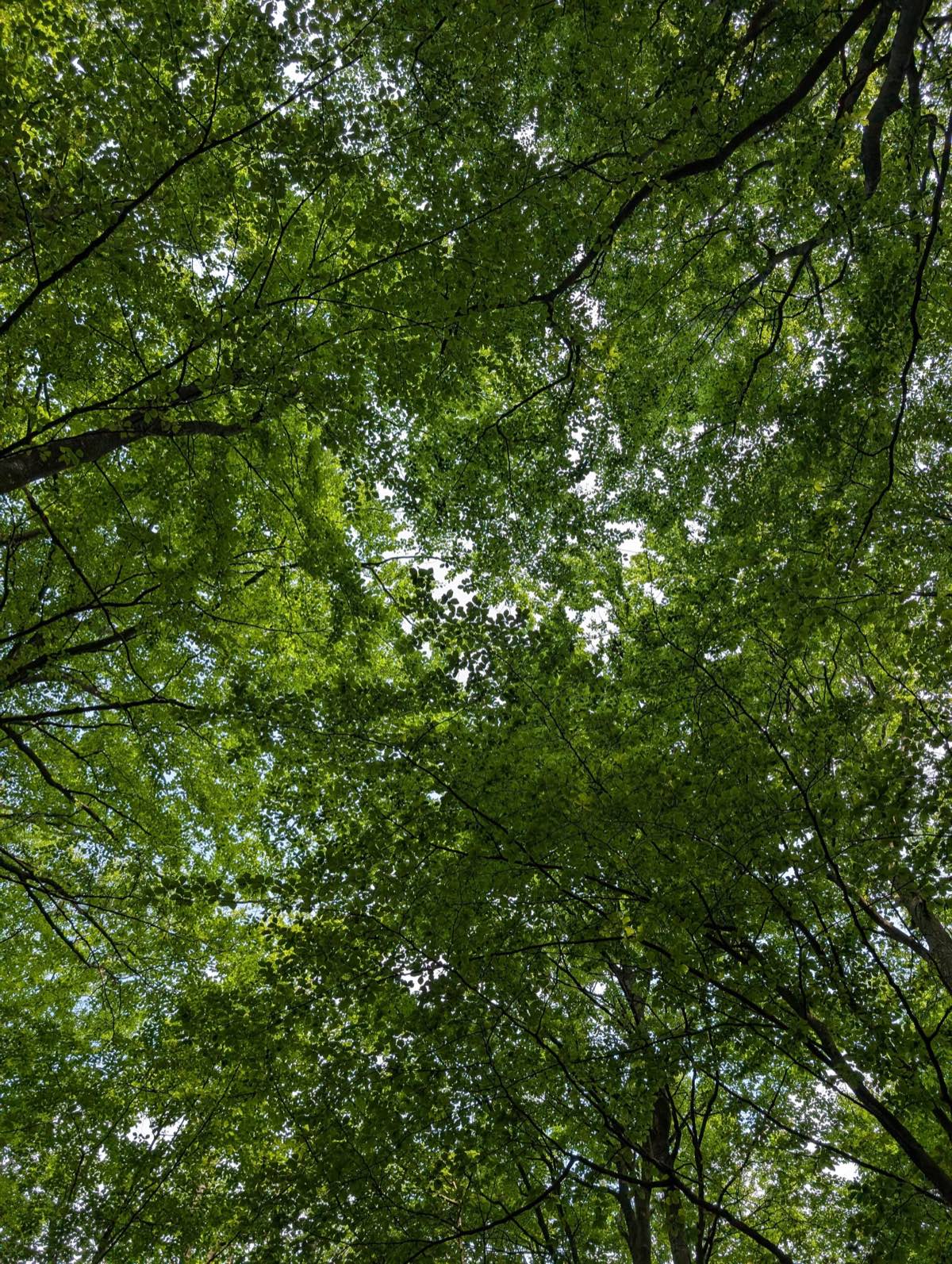 P + P - PASZT, PIETRASZKIEWICZ SPÓŁKA JAWNA